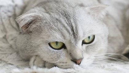 不热门但很关键：为什么“黑料网曝门”总和谣言扩散一起出现？